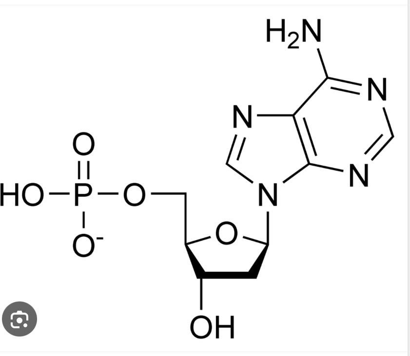 <p>Base, Sugar, and Phosphate (AMP, ADP, ATP)</p>