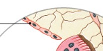 <p>What is the inner layer of compact bone that lines the medullary cavity and covers trabeculae of spongy bone?</p>