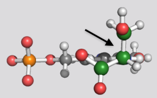 <p>What type of reaction catalyzed by PLP is shown by this image?</p><p></p><p>Between which atoms is the bond being cleaved?</p>