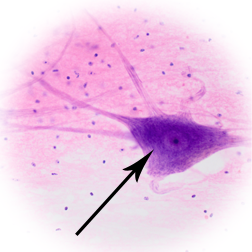part of neuron?