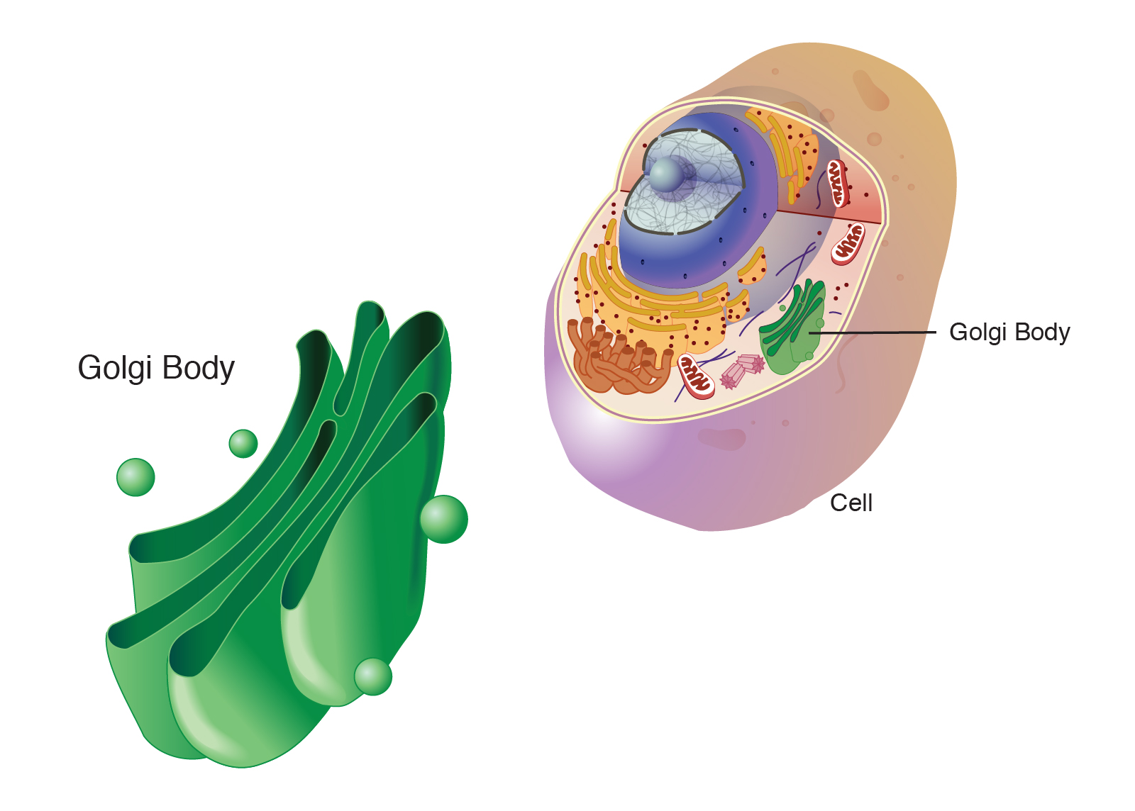 <p>Processes and packages proteins and lipid molecules. Gathers simple molecules and combines them to make complex molecules.</p>