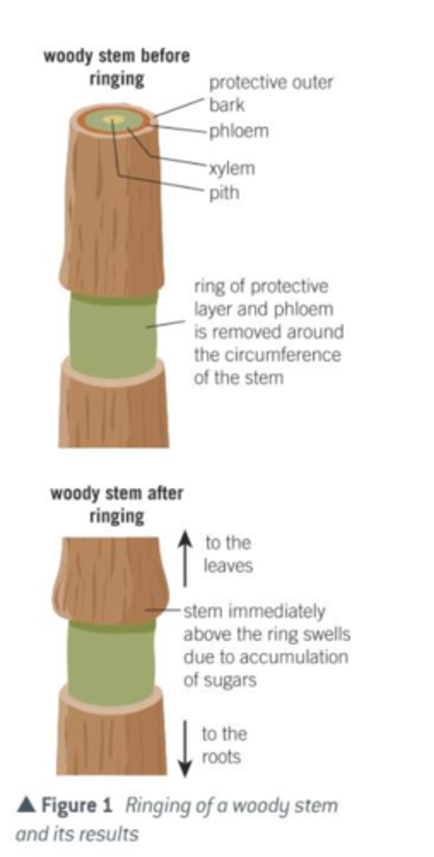 <p>● The bark and phloem of a tree are removed in a ring, leaving behind the xylem.</p><p>● Eventually the tissues above the missing ring swells due to accumulation of sucrose as the tissue below begins to die.</p><p>● Therefore sucrose must be transported in the phloem.</p>