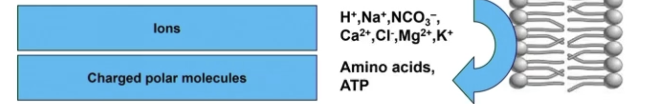 <p>1) Ions </p><ul><li><p>Na+, Ca2+, Cl-</p></li></ul><p>2) Charged polar molecules</p><ul><li><p>Amino acids, ATP</p></li></ul><p></p>