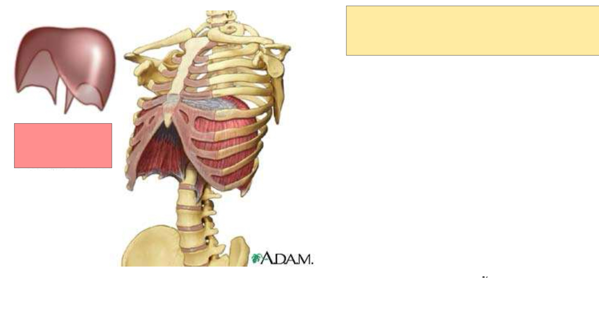 <p>What body part is this? (Looks like a parachute) </p>