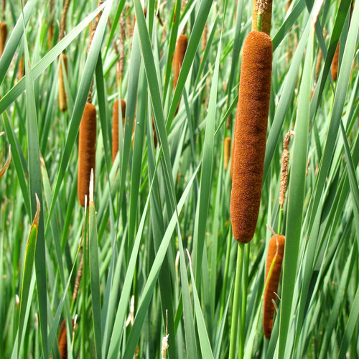 <p>Typha; Line</p>