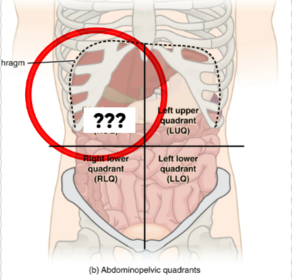 <p>This quadrant contains the liver, gallbladder, right kidney, &amp; portions of the stomach &amp; intestines</p>