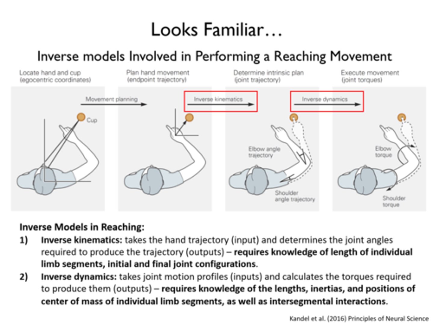 <p>• What joint is moving (primary jt. of motion)?</p><p>• Any secondary joints of motion?</p><p>• Is there an effect of gravity and/or external resistance?</p>