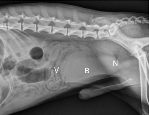 <ul><li><p><span><span>The vertex-blunt cr. Aspect (round)</span></span></p></li><li><p><span><span>The body- middle</span></span></p></li><li><p><span><span>The neck (trigone) – cd. aspect</span></span></p></li></ul><p></p>
