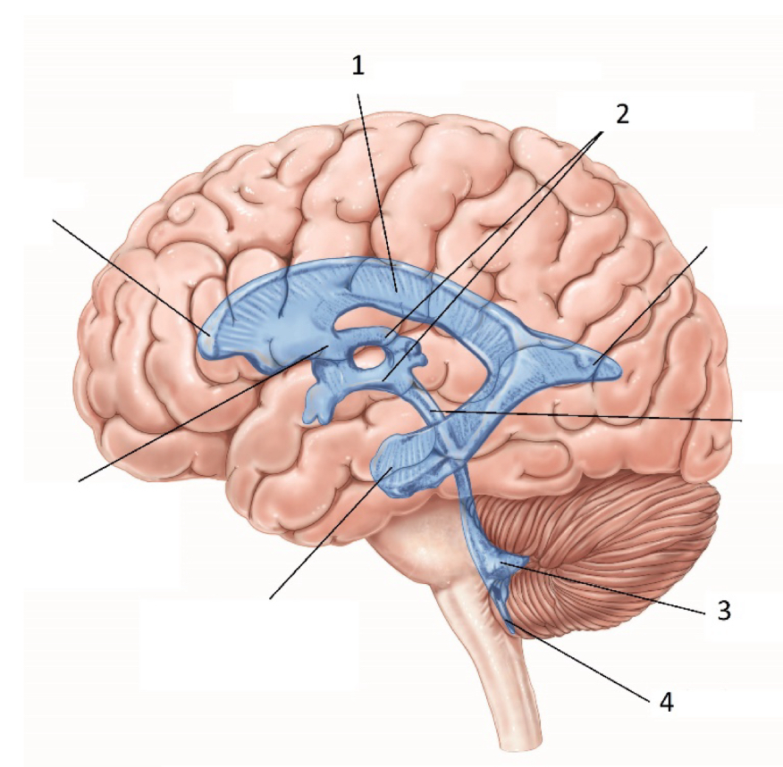<p>What ventricle is #2</p>