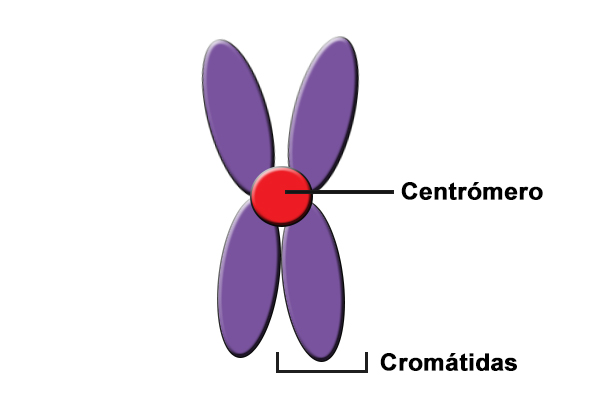 <p>Constrictión en el cromosoma que alberga el cinetocoro, permitiendo el desplazamiento durante la división celular.</p>