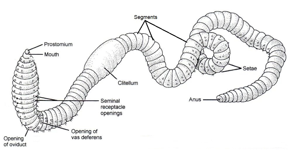 <p>Earthworm external anatomy </p>