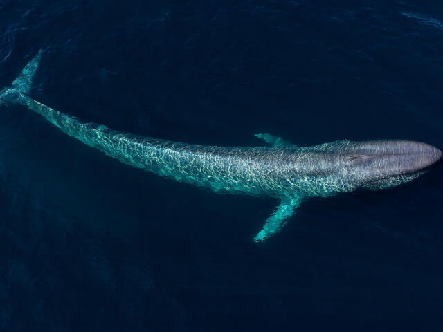What’s the scientific name of the blue whale?