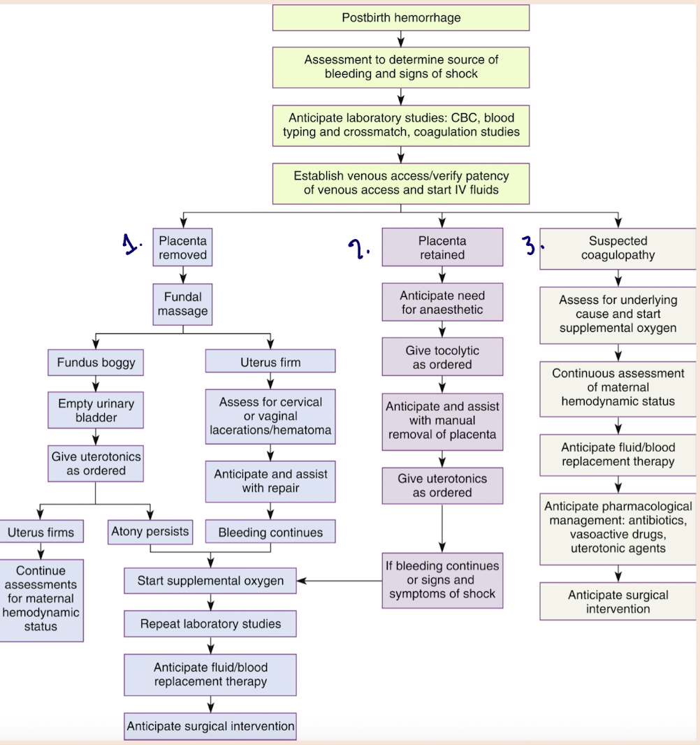 <ol><li><p>find uterus boggy</p></li><li><p>massage and keep hands on</p></li><li><p>pull call-bell = emergency</p></li><li><p>collaborative care = PPH kit</p></li><li><p>place IV - CBC</p></li><li><p>empty bladder</p></li><li><p>PPH meds admin</p></li><li><p>MRP = eternal exam (retained placenta, clots)</p></li></ol><p><em>verbalize out loud what you have done</em></p><p><em>always someone documenting times/interventions</em> </p><p></p>