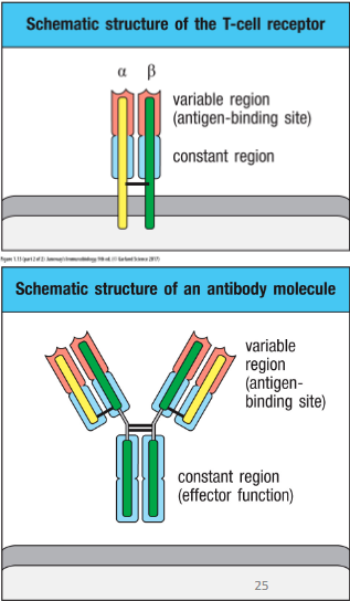 <p>• Their antigen specificity is determined by their</p><p>receptors</p><p>- T cells</p><p>→ T cell receptor (TCR)</p><p>- B cells</p><p>→ B cell receptor (BCR aka antibody aka immunoglobulin)</p>