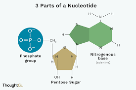 <p>phosphate group, pentose sugar, nitrogenous base</p>