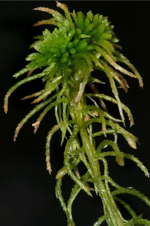 <p><em>Sphagnum spp.</em></p>