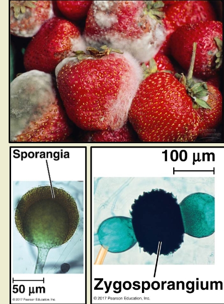 <p><strong>Phylum Mucoromycota Overview</strong> </p><p class=""><strong>Characteristics:</strong></p><ul><li><p class=""><strong>Fast-growing molds</strong></p></li><li><p class="">Act as <strong>decomposers</strong>, <strong>mycorrhizal partners</strong>, and <strong>plant pathogens</strong></p></li></ul><p> <strong>Structure:</strong></p><ul><li><p class="">Have <strong>coenocytic hyphae</strong> (hyphae without cross walls—continuous cytoplasm) don’t have separation between cells </p></li></ul><p> <strong>Reproduction:</strong></p><p class=""><strong>Asexual:</strong></p><ul><li><p class="">Uses <strong>lollipop-shaped sporangia</strong></p></li><li><p class="">Produces <strong>non-flagellated spores</strong></p></li></ul><p class=""><strong>sexual:</strong></p><ul><li><p class="">Forms a <strong>zygosporangium</strong> during reproduction<br>(a thick-walled structure that protects spores during harsh conditions)</p></li></ul><p></p>