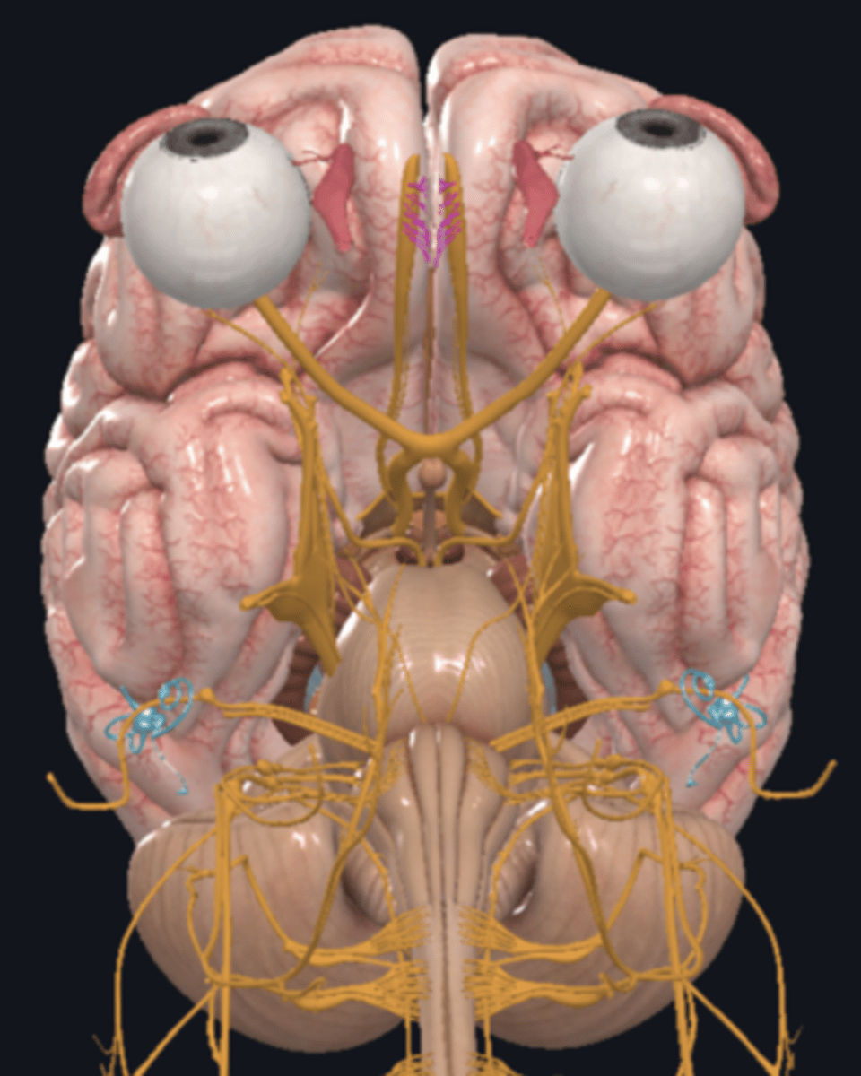<p>- 1st cranial nerve</p><p><strong>- smell</strong></p><p>- sensory</p>