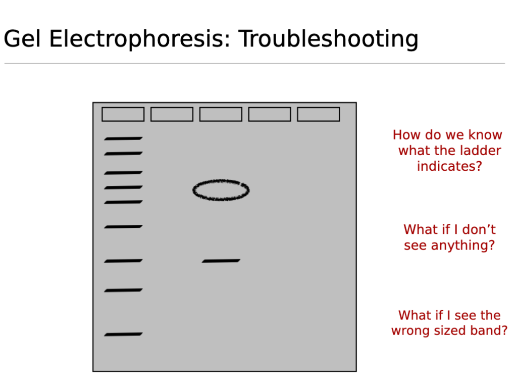 <p>Gel Electrophoresis Troubleshooting; </p><ul><li><p>How do we know what the ladder indicates?</p></li></ul><p></p>