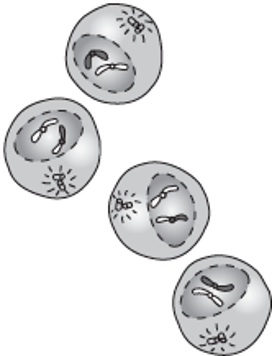 <p>A nuclear envelope forms around each set of chromosomes. the cytoplasm divides.</p>