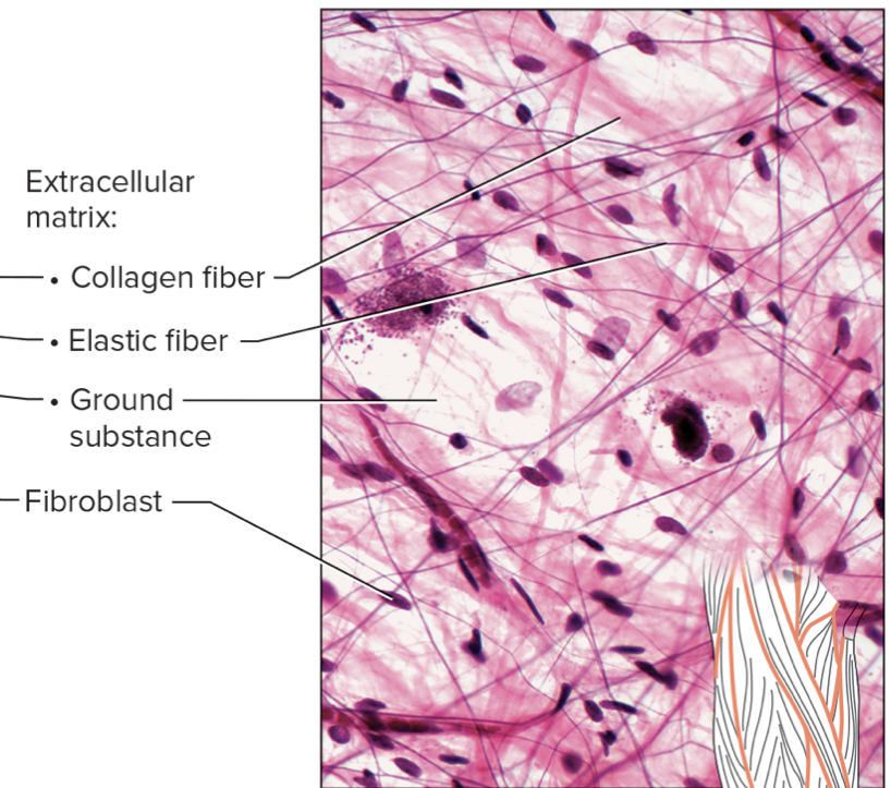 <p>name the tissue + type of connective tissue (loose/dense/specialized) </p>