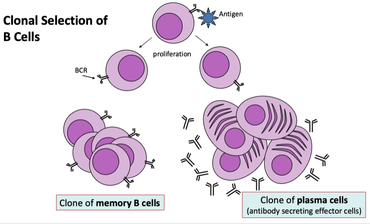 <p><span>Proliferation and differentiation to produce effector cells and memory cells (both T and B cells)</span></p>