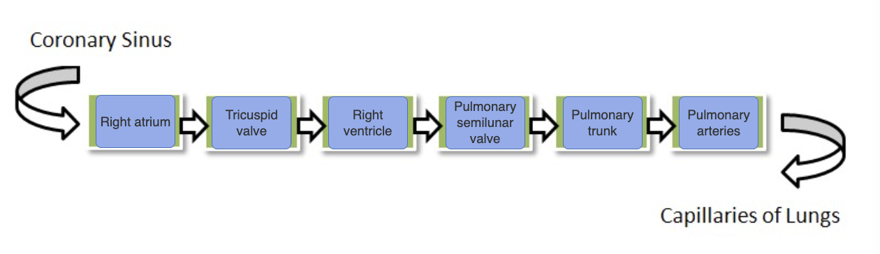 <p>Assume that blood is flowing from the coronary sinus to the lung capillaries. Place the anatomical labels in order of flow in the target boxes. Not all labels are used.</p>