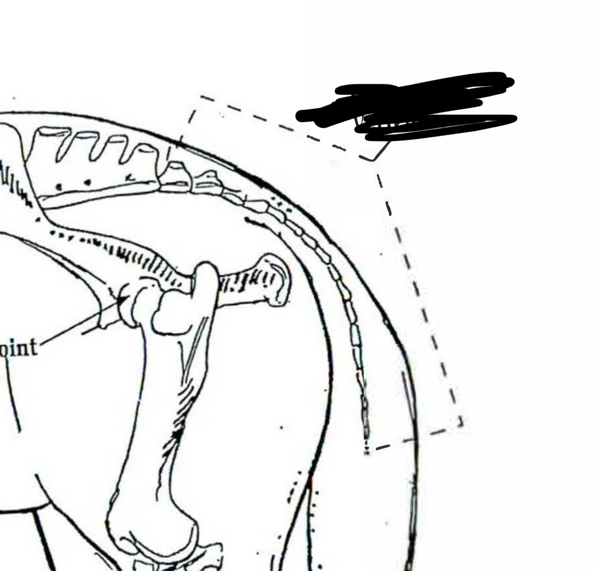 <p>Horse</p>