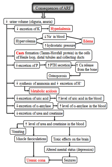 <p>ARF is the<strong> rapid deterioration of kidney function </strong>→ imbalance of the internal environment and azotemia (buildup of nitrogenous waste products in the blood). It is also usually linked with oliguria (red. urine).</p><p><strong>3 general categories of causes:</strong></p><ol><li><p><strong>prerenal </strong>(decr. renal blood flow, due to hypovolemia and cardiac failure)</p></li><li><p><strong>renal </strong>(direct or indirect damage to the nephron from inflammatory diseases or toxins)</p></li><li><p><strong>postrenal </strong>(urinary tract obstruction, bladder rupture → increased tubular backleak → oliguria). </p></li></ol><p><strong>These causes</strong> → decrease renal blood flow → not enough medullary blood flow → activates mediators of vasodilation + vasoconstrction of vascular beds → redistribution of blood, from cortex to medulla → ischemia of cortex → cortical necrosis → decreased glomerular filtration.</p><p><strong>Consequences</strong>:</p><ol><li><p>decreased urine volume (<strong>oliguria, anuria</strong>)</p></li><li><p><strong>electrolyte imbalance: </strong>hyperkalemia,<strong> </strong>fluid overload - hypervolemia, decreased sodium, increased hydrostatic pressure  → edema</p></li><li><p><strong>cast formation</strong> - in cells of nephron</p></li><li><p>mineral imbalance: decr. excretion of P, increased PTH, increased Ca release from bone, osteoporosis. </p></li><li><p>acid-base imbalance: decr. ammonia, decr. excretion of H+,<strong> metabolic acidosis. </strong></p></li><li><p><strong>waste buildup </strong>- decreased excretion of uric acid, urea + creatinine</p><ul><li><p>more urea + creatinine in blood, vomit, muscle fasciculations, toxic effects on the brain, seizures, <span style="color: red"><strong>uremic coma</strong></span></p></li></ul></li></ol><p></p>