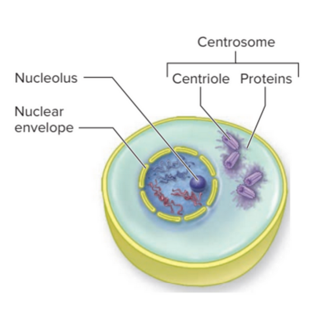 <p>What phase of interphase is this?</p>