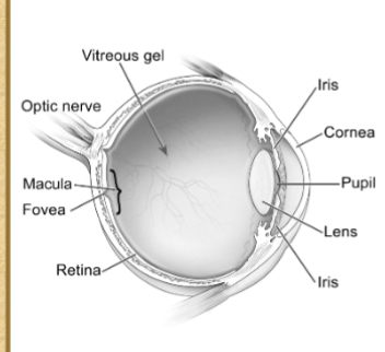 <p><span style="color: #000000">Cornea</span><span style="color: #000000"><br></span><span style="color: #000000">Lens</span><span style="color: #000000"><br></span><span style="color: #000000">Iris</span><span style="color: #000000"><br></span><span style="color: #000000">Vitreous gel</span><span style="color: #000000"><br></span><span style="color: #000000">Retinal vessels</span><span style="color: #000000"><br></span><span style="color: #000000">Retina</span><span style="color: #000000"><br></span><span style="color: #000000">Optic nerve</span></p><p><span style="color: #000000"><br></span></p>