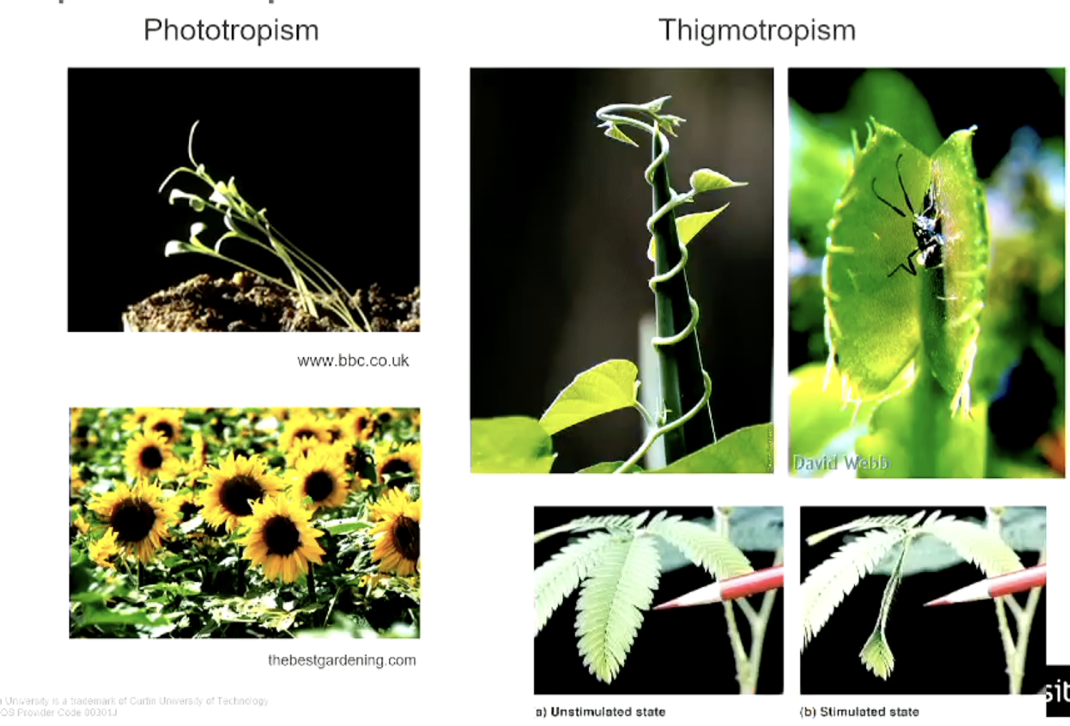 <p>Phototropism is when plants bend toward light sources, while thigmotropism is the growth response of plants to physical contact with objects. </p>