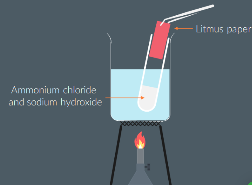 <p><br>Place 10 drops of ammonium chloride solution into a test tube. Add an equal volume of dilute sodium hydroxide solution, stir the mixture and warm gently in a water bath.</p><p>Using tongs, hold a piece of damp red litmus paper in the mouth of the test tube.</p><p></p><p>Observation</p><p>The damp red litmus paper turns blue.</p><p style="text-align: center"><br></p>