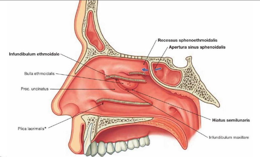 <ol><li><p>uncinate process: of ethmoid bone</p></li><li><p>Bulla ethmoidalis: biggest air cell of ethmoid. It is found above the ethmoidal infundibulum</p></li><li><p>Semilunar hiatus:</p></li><li><p>Nasal conchae</p></li><li><p>Nasal meatus: spaces inferior to the conchae</p></li><li><p>nasolacrimal duct</p></li><li><p>Sphenopalatine foramen</p></li></ol><p></p>