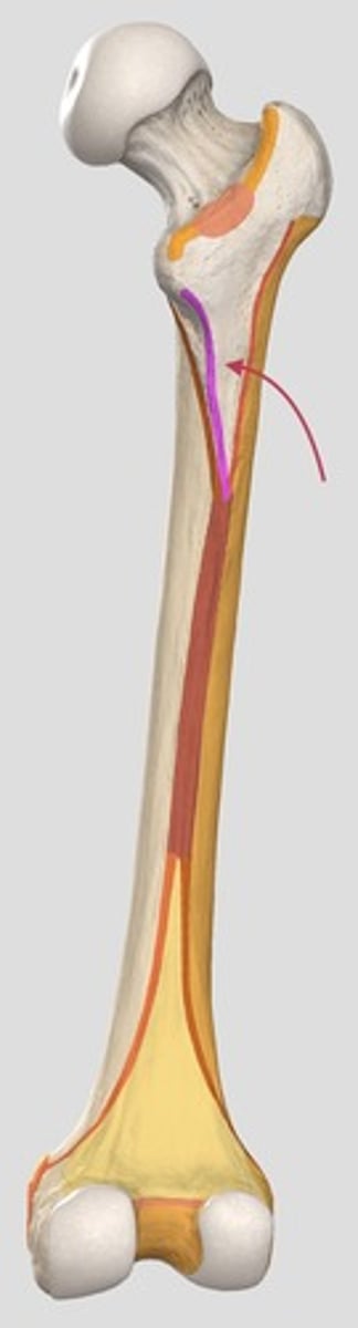 <p>linea pectinea</p>