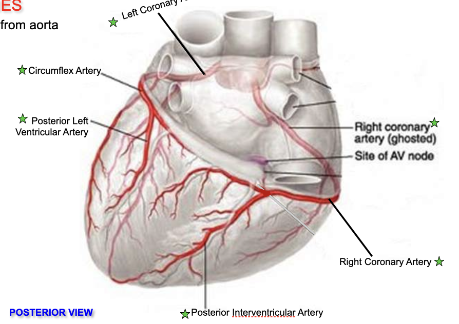 <ul><li><p>Left and right coronary arteries travel with the coronary sulcus of the heart to supply blood to the cells of the heart walls.</p></li><li><p>Coronary arteries are considered <strong>functional end arteries</strong>; act like end arteries; easily blocked and can lead to dying arteries from lack of blood</p></li><li><p>These arteries are the only branches of the ascending aorta.</p></li><li><p>Coronary Vessels</p><ul><li><p>Provide blood to heart muscles</p></li><li><p><strong>Arteries →</strong> transports blood away from the heart; arise at aorta</p><ul><li><p><strong>Left Coronary Artery</strong></p><ul><li><p>Branches into the <em>anterior interventricular artery</em>; supplies the anterior surface of both ventricles and most of the interventricular septum</p></li><li><p>Branches into <em>circumflex artery</em>; supplies left atrium and ventricle</p></li></ul></li><li><p><strong>Right Coronary Artery</strong></p><ul><li><p>Branches in <em>right marginal artery</em>; supplies blood to the right border of the heart</p></li><li><p>Branches into <em>posterior interventricular artery</em>; supplies the posterior surface of both the left and right side of the heart</p></li></ul></li><li><p><em>Anterior Interventricular Artery</em></p></li><li><p><em>Circumflex Artery</em></p></li><li><p><em>Posterior Left Ventricular Artery</em></p></li><li><p><em>Posterior Interventricular Artery</em></p></li></ul></li></ul></li></ul>