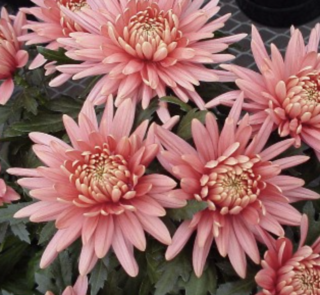 <p>What  <strong>Type</strong> This Flower?</p>