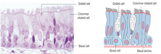 <p>What are the key cell types in pseudostratified columnar epithelium of the trachea and their functions?</p>