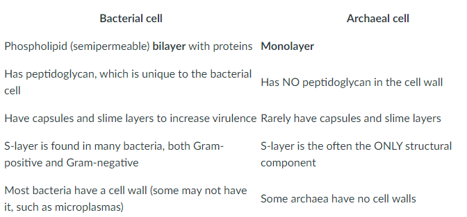 <ul><li><p>Bacterial cell has a lipid bilayer, archaea cell has a monolayer</p></li><li><p>Bacterial cell walls have peptidoglycan, archaea cell walls do not have peptidoglycan</p></li><li><p>Capsules and slime layers are rare in archaea</p></li><li><p>Many archaea (only) have S layers as the structural component</p></li><li><p>Some archaea have no cell walls</p></li></ul>