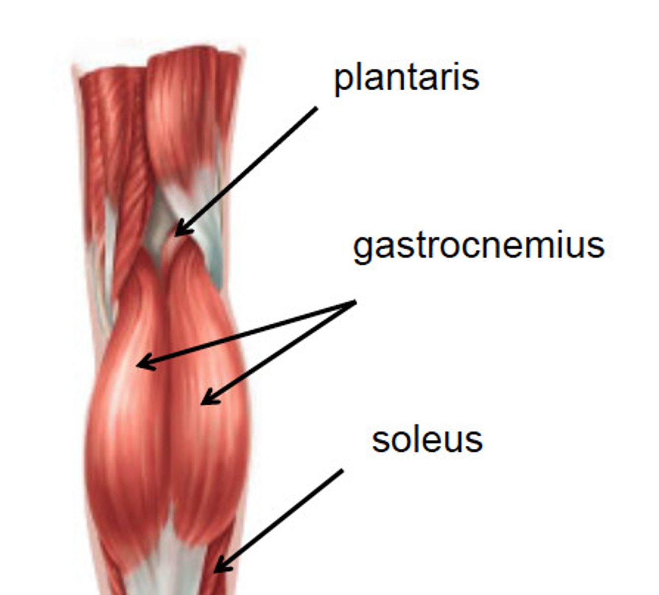 <p>Gastrocnemius</p><p>Plantaris (freshman nerve)</p><p>Soleus</p><p>GPS</p>