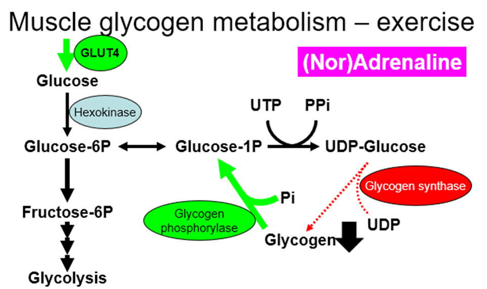 similar action as glucagon, G6P however cannot be reversed back to glucose