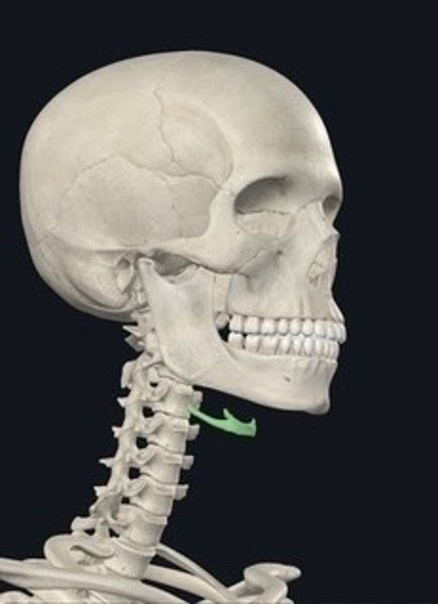 <p>U-shaped bone in the neck supporting the tongue.</p>