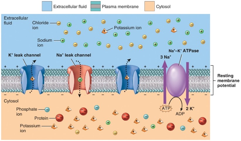 <ul><li><p>Unequal distribution of ions across the plasma membrane and the selective permeability of the neuron’s membrane to N a+ and K+</p></li><li><p>Most anions cannot leave the cell</p></li><li><p>N a+/K+ pumps</p></li></ul>