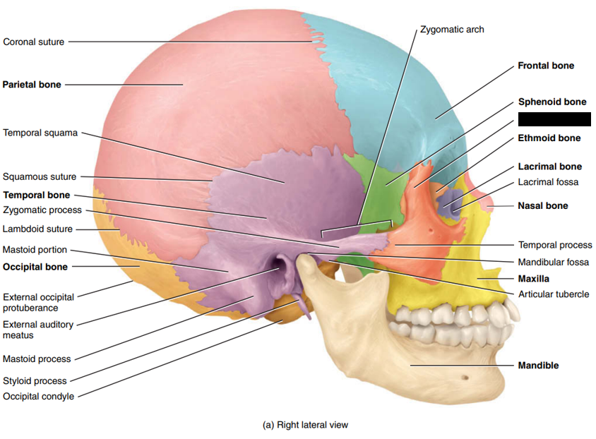 <p>State and identify what part of the cranial bone is being pointed out and censored. (hint: bone)</p>