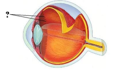 <p><span><span>Identify the indicated structure.</span></span></p>