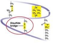 covalent bonds that may further reinforce the shape of a protein