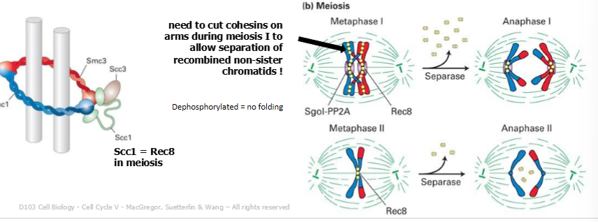 <p>phosphatase activity at the centromere is inhibited </p><ul><li><p>centromeric rec8 is no longer protected, and sister chromatids can separate following cleavage of phosphorylated Rec8 </p></li></ul><p></p>