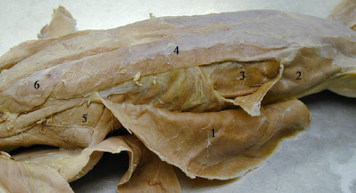 <p>1, 2, 3, 4, 5</p>