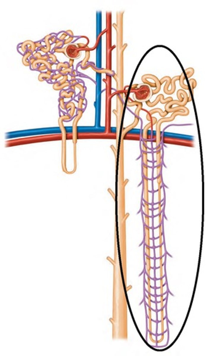 <p>nephrons with a long loop of hence that extended deeper in to the medullar responsible for concentrating urine</p><p>establish concentration gradient from cortex to deeper medulla; build osmolarity diff</p><p>surrounded by vasa recta and peritubular capillaries</p>