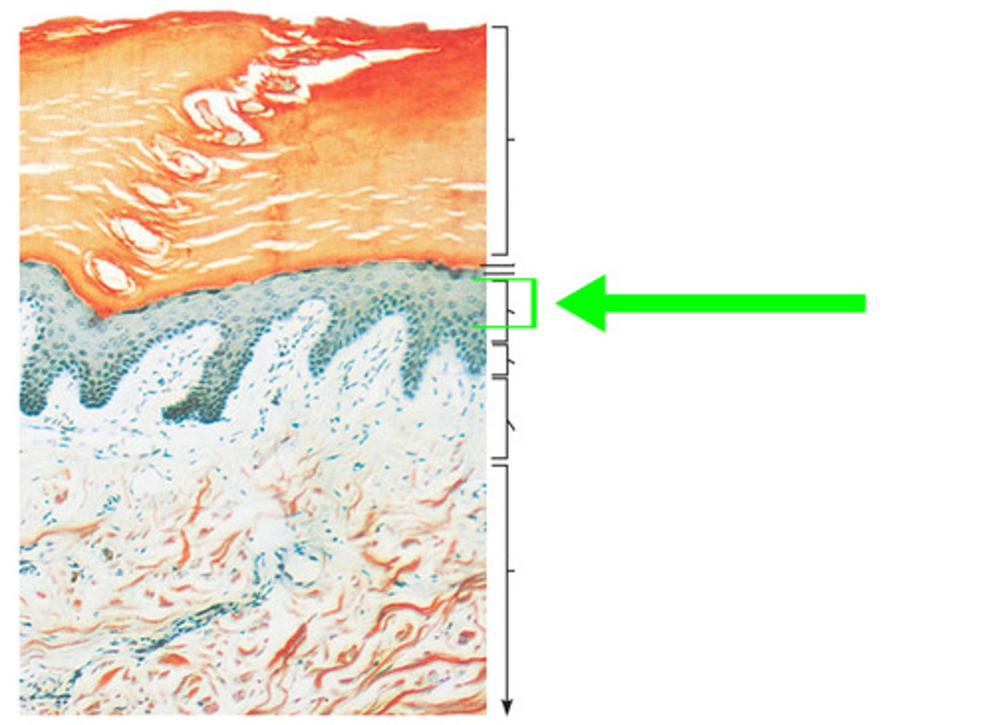 <p>produced by stratum basal division; cells shrink til cytoskeleton stick out</p><p>miotic division continues--->continue to divide which increases thickness of epidermis</p>